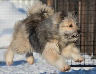 Сургутский пес по кличке Вольт дарит свою шерсть и тепло бойцам на СВО